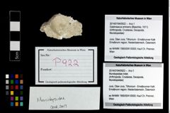 Foto (Objekt + Etikett) von Mundopsidae indet.  (NHMW-GEO-2014-0194-0922)